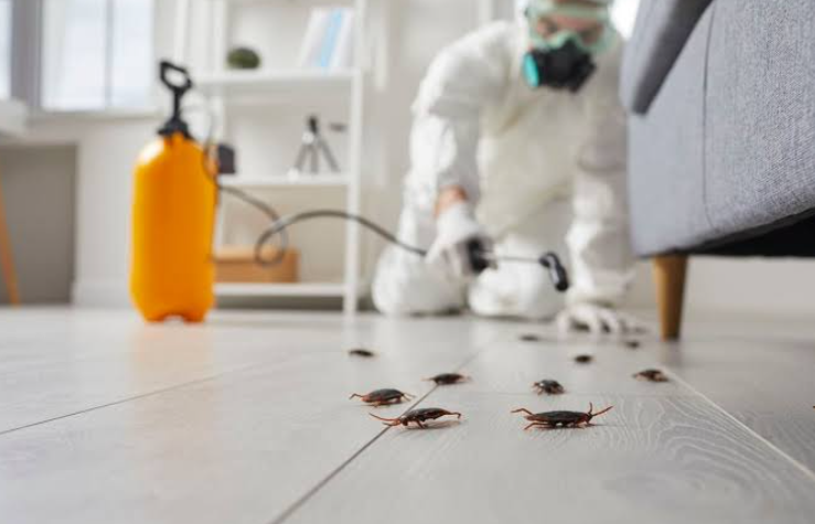 Common Signs of a Pest Infestation Homeowners Should Not Ignore